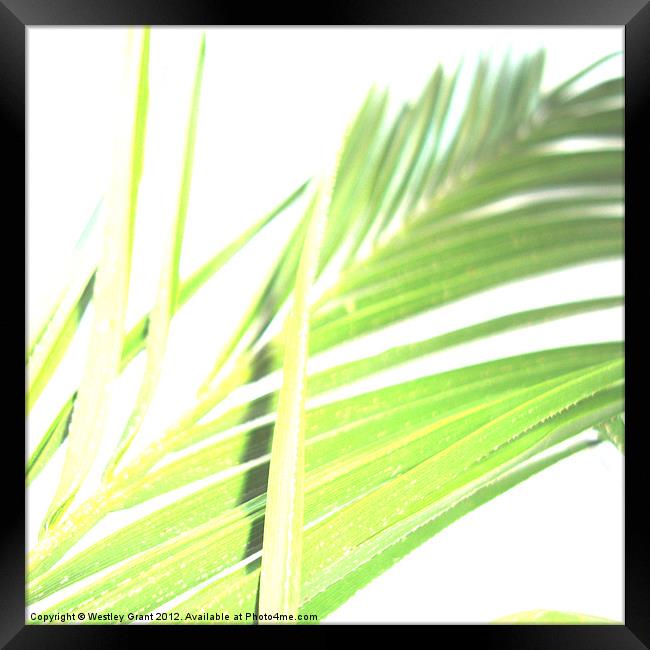 Exotic Leaves Framed Print by Westley Grant