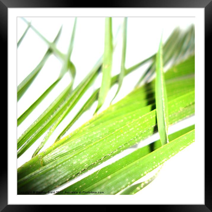 Green Leaves Framed Mounted Print by Westley Grant