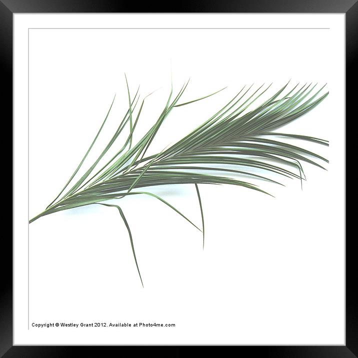 Exotic Fan Framed Mounted Print by Westley Grant