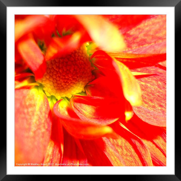 Solar Flare Framed Mounted Print by Westley Grant