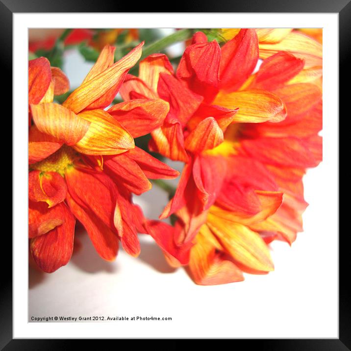 Orange Bouquet Framed Mounted Print by Westley Grant