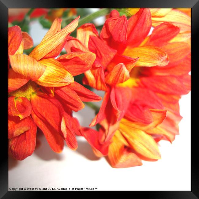 Orange Bouquet Framed Print by Westley Grant