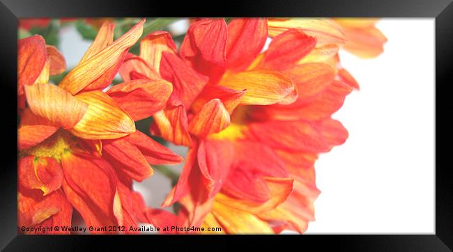 Orange Bouquet Framed Print by Westley Grant