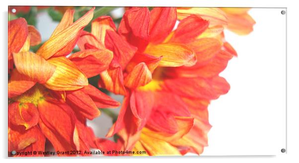 Orange Bouquet Acrylic by Westley Grant