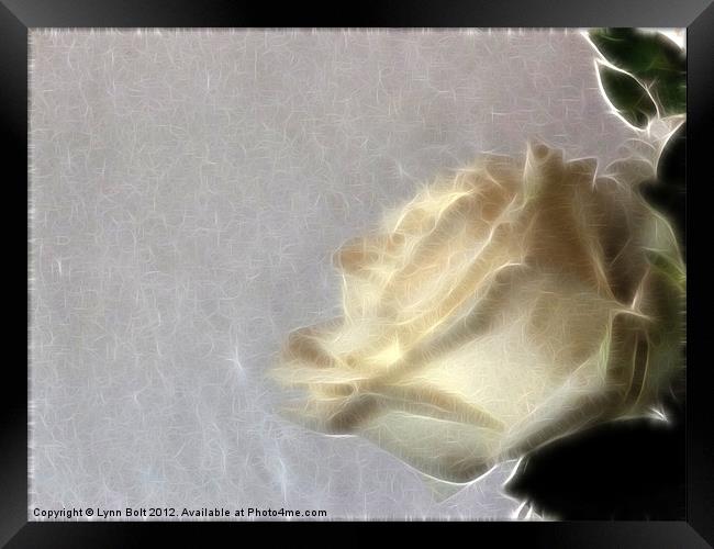 White Rose Framed Print by Lynn Bolt