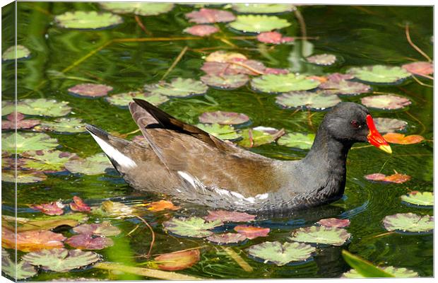 Moorhen In Lily Pads Canvas Print by Bill Simpson