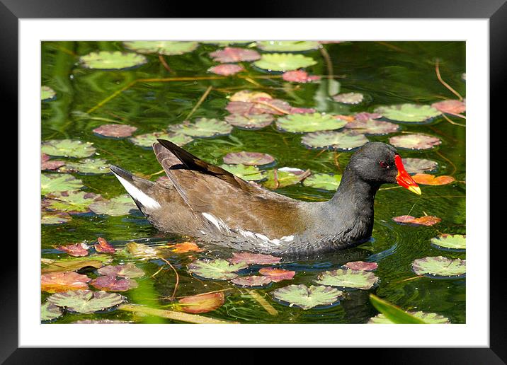 Moorhen In Lily Pads Framed Mounted Print by Bill Simpson