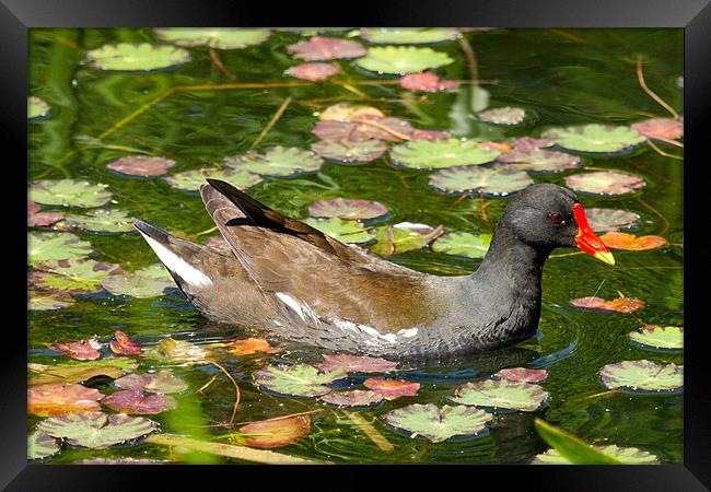 Moorhen In Lily Pads Framed Print by Bill Simpson