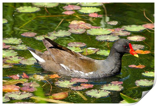 Moorhen In Lily Pads Print by Bill Simpson