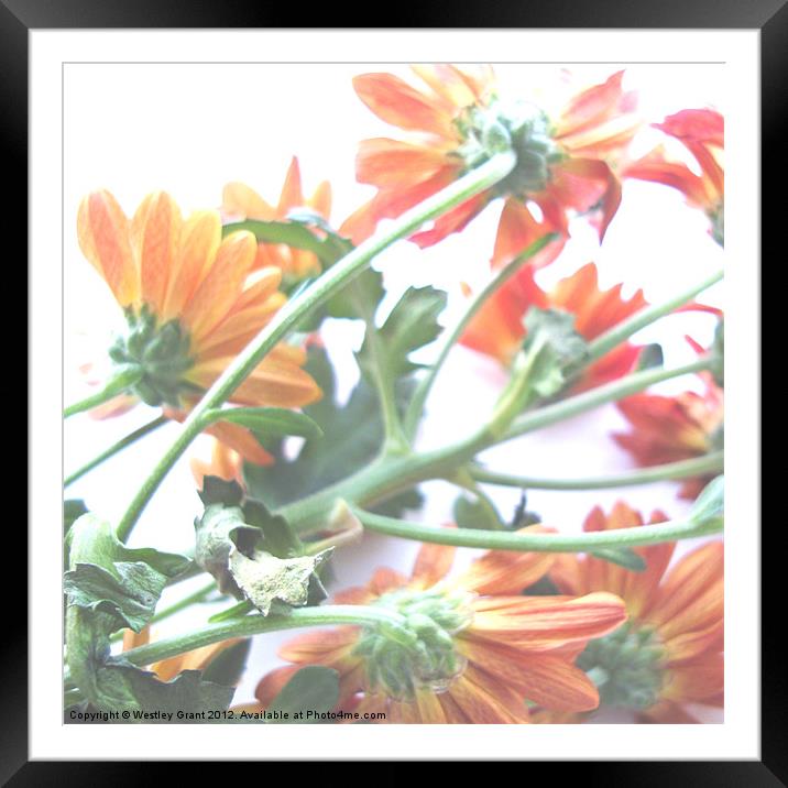 Orange Flowers Framed Mounted Print by Westley Grant
