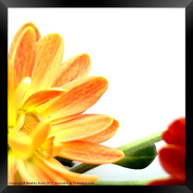 Yellow Flower Framed Print by Westley Grant