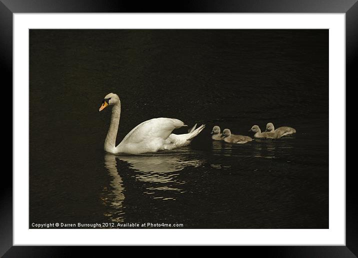 Swan And Cygnets Framed Mounted Print by Darren Burroughs