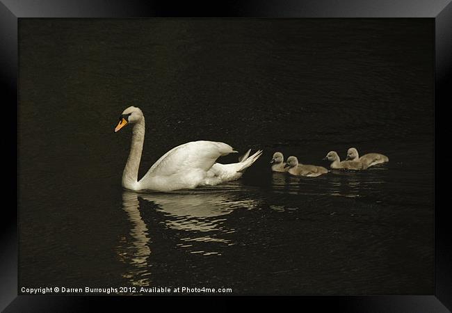 Swan And Cygnets Framed Print by Darren Burroughs