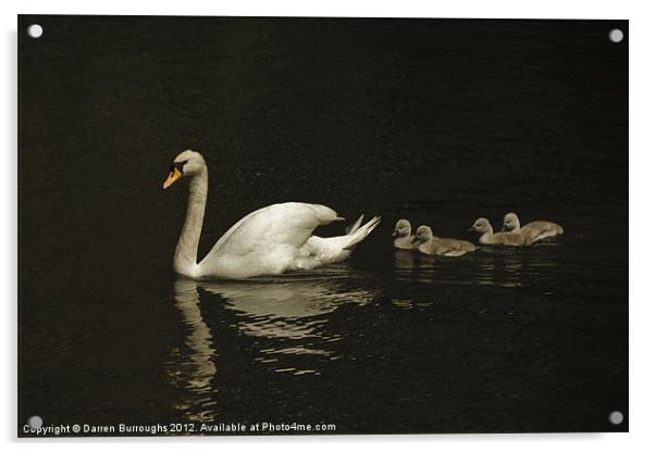 Swan And Cygnets Acrylic by Darren Burroughs