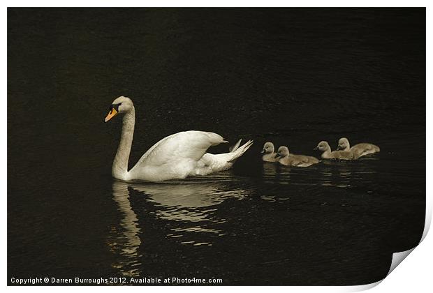 Swan And Cygnets Print by Darren Burroughs