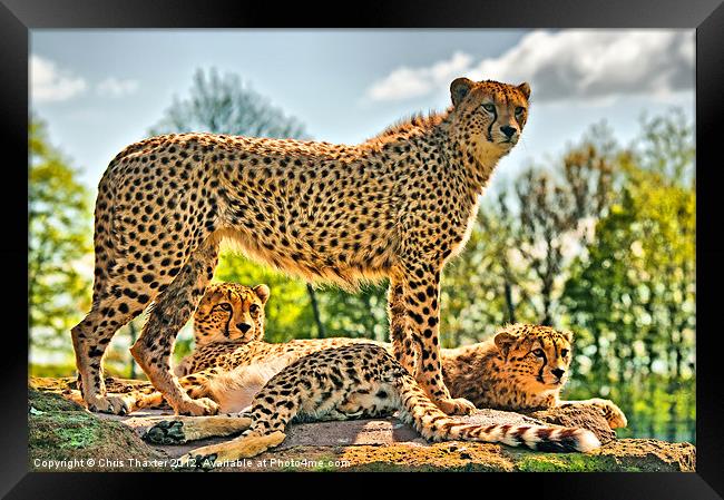 Three Cheetahs Framed Print by Chris Thaxter