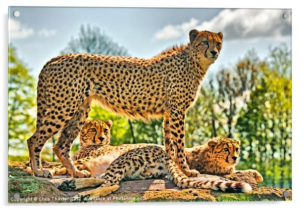 Three Cheetahs Acrylic by Chris Thaxter