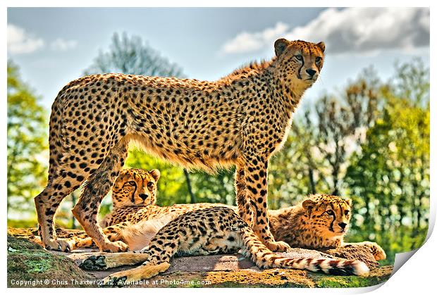 Three Cheetahs Print by Chris Thaxter