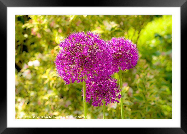 Alliums Framed Mounted Print by Ian Collins