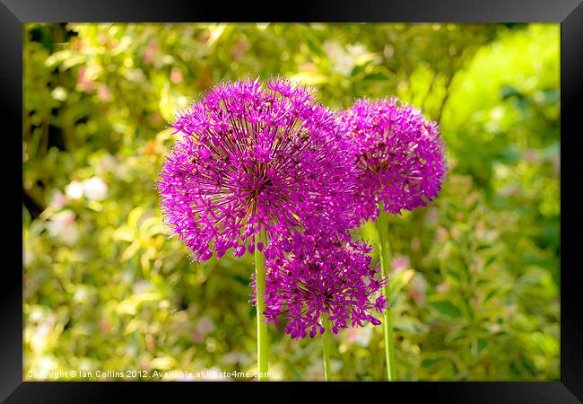 Alliums Framed Print by Ian Collins