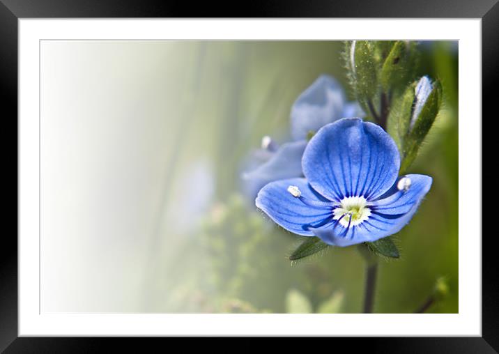 Ivy Leaf Speedwell (Veronica hederifolia) Framed Mounted Print by Daves Photography