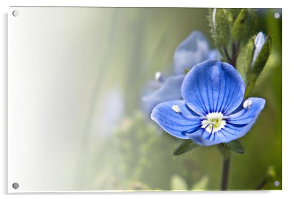 Ivy Leaf Speedwell (Veronica hederifolia) Acrylic by Daves Photography