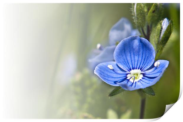 Ivy Leaf Speedwell (Veronica hederifolia) Print by Daves Photography