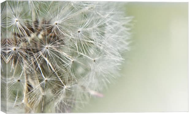 Dandelion Dream Canvas Print by Daves Photography