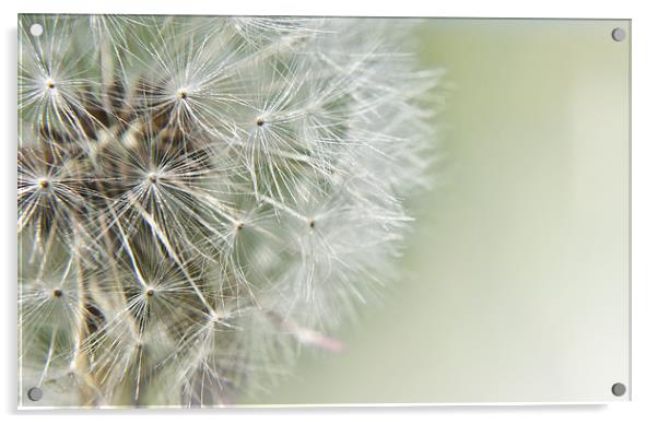 Dandelion Dream Acrylic by Daves Photography