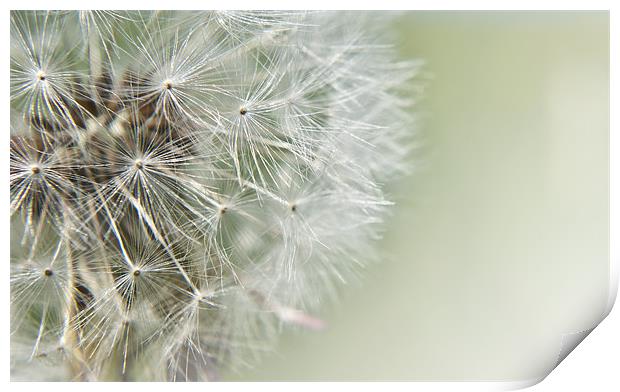 Dandelion Dream Print by Daves Photography