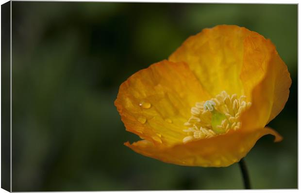 Californian Poppy, War Poppy Canvas Print by Daves Photography