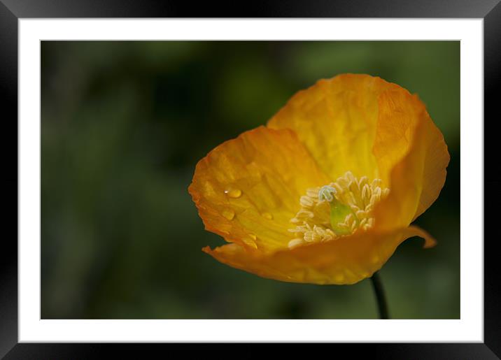 Californian Poppy, War Poppy Framed Mounted Print by Daves Photography