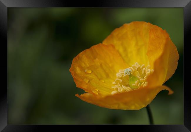 Californian Poppy, War Poppy Framed Print by Daves Photography
