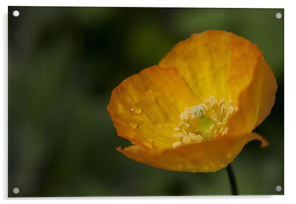 Californian Poppy, War Poppy Acrylic by Daves Photography