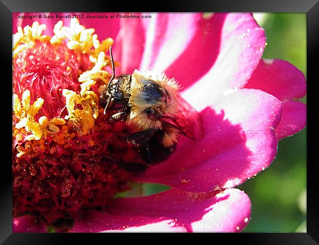 Fuzzy Bee Yellow Pollen Framed Print by Gary Barratt