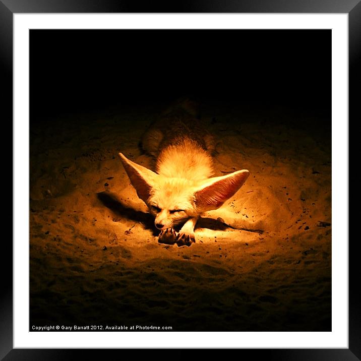 Golden Desert Fox Framed Mounted Print by Gary Barratt
