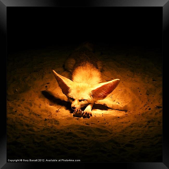 Golden Desert Fox Framed Print by Gary Barratt