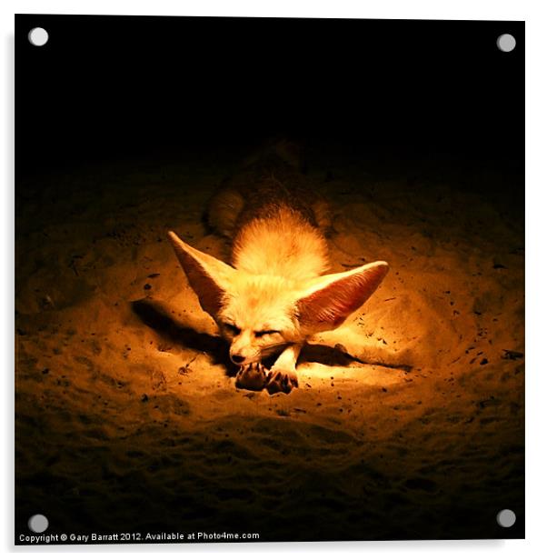 Golden Desert Fox Acrylic by Gary Barratt