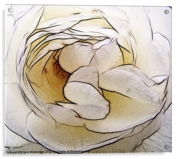 Paper rose Acrylic by Sara Messenger