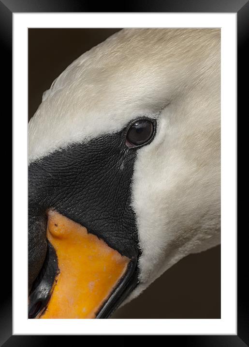 Mute Swan Close Up Framed Mounted Print by Natures' Canvas: Wall Art  & Prints by Andy Astbury