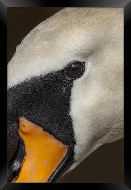 Mute Swan Close Up Framed Print by Natures' Canvas: Wall Art  & Prints by Andy Astbury