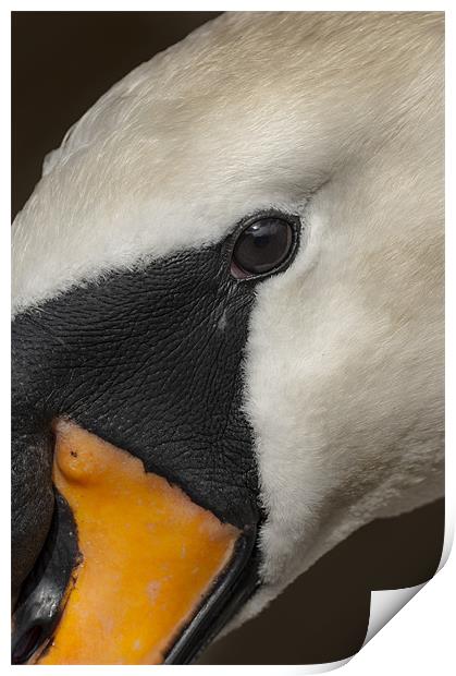 Mute Swan Close Up Print by Natures' Canvas: Wall Art  & Prints by Andy Astbury