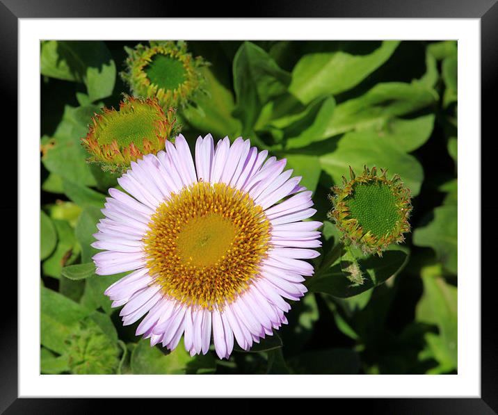 Monster Daisy Framed Mounted Print by Julie Ormiston