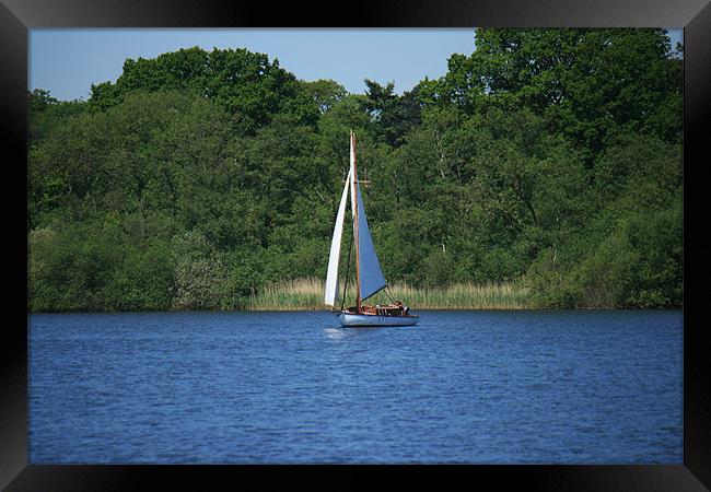 Yachting on the Norfolk broads Framed Print by dennis brown