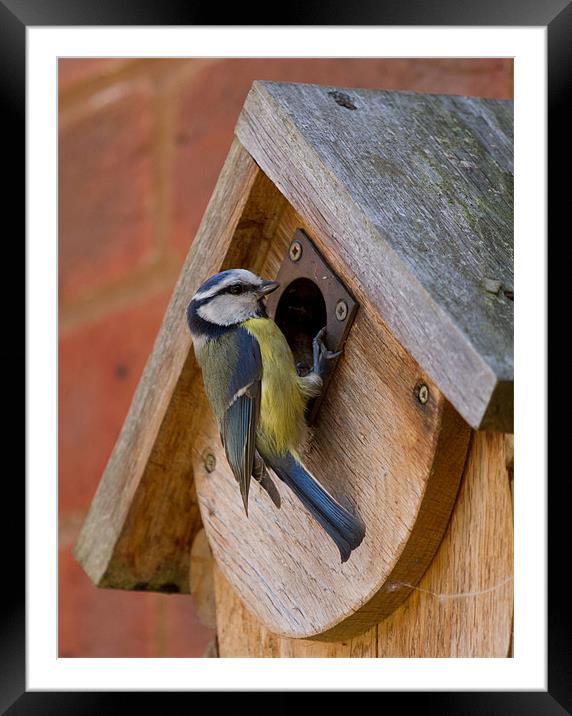 Blue Tit on Nest Box Framed Mounted Print by Bill Simpson