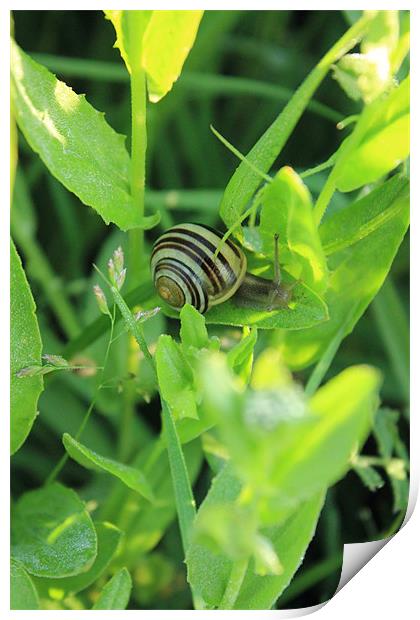 Humbug Snail Print by Adrian Wilkins