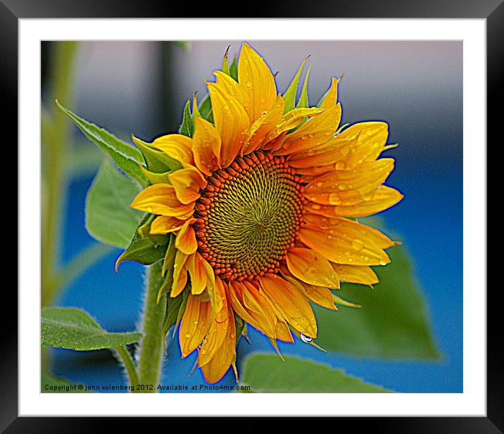 watered sun Framed Mounted Print by john kolenberg