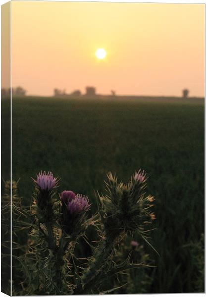 Thistle Sunset Canvas Print by Adrian Wilkins