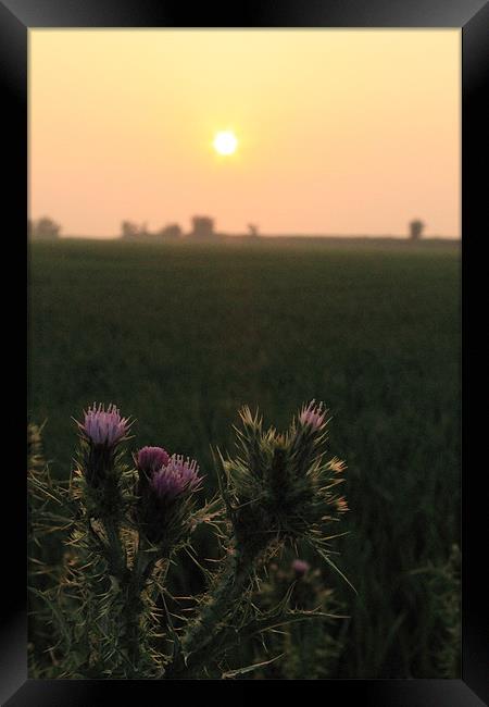 Thistle Sunset Framed Print by Adrian Wilkins