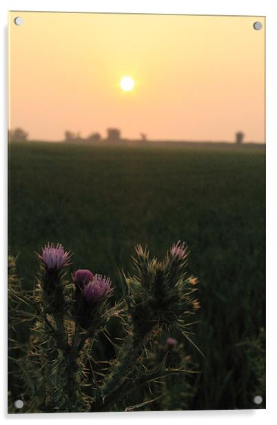 Thistle Sunset Acrylic by Adrian Wilkins